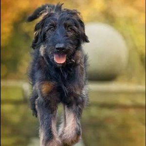 Meet your Posher, Alex