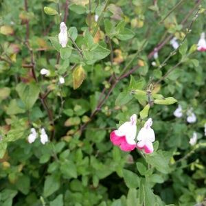 Meet your Posher, Moni