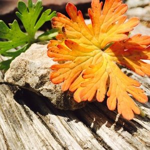 Meet your Posher, Deb