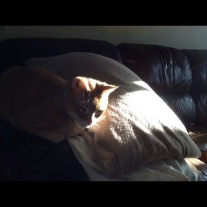 Meet your Posher, Diana