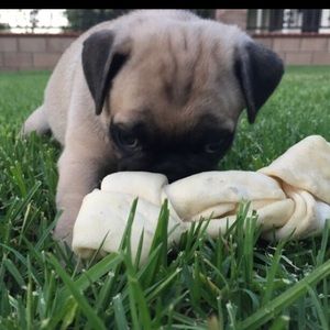 Meet your Posher, Daisy