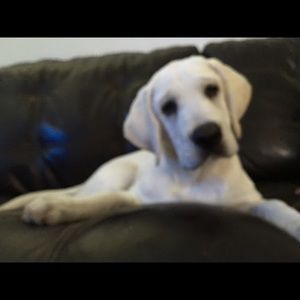 Meet your Posher, Marie