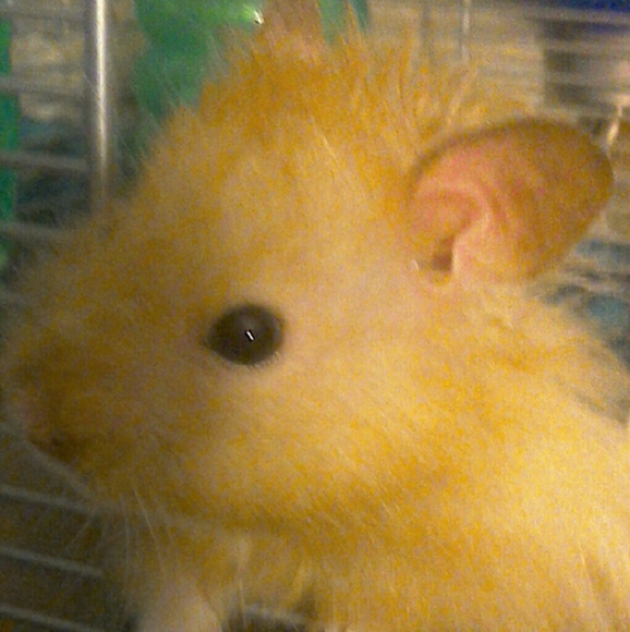 Meet your Posher, Nicki