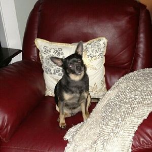 Meet your Posher, Donna