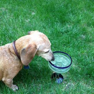 Meet your Posher, Dawson