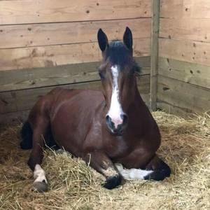 Meet your Posher, Julia