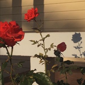 Meet your Posher, Brittney