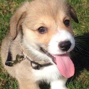 Meet your Posher, Sydney