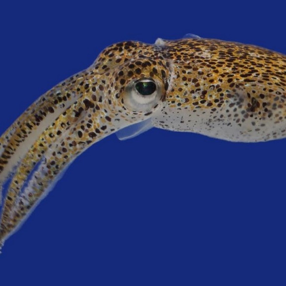 Meet your Posher, Yzael - Picture 1 of 1