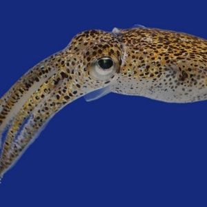 Meet your Posher, Yzael