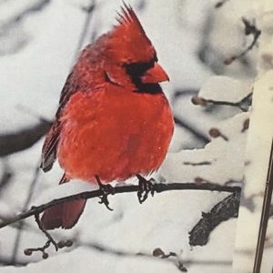 Meet your Posher, Carol