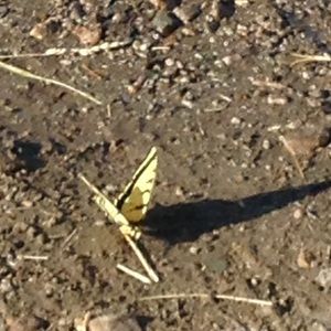 Meet your Posher, Eva