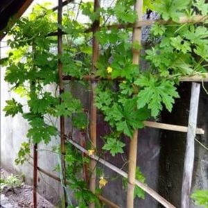 Meet your Posher, Aileen