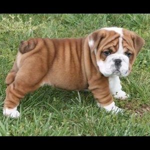 Meet your Posher, Ernest