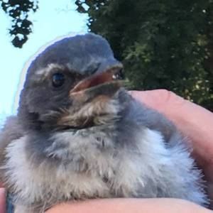 Meet your Posher, Larisa