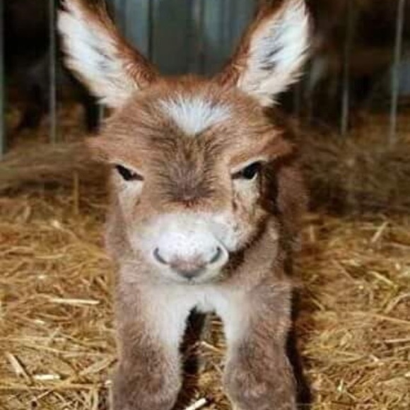 Meet your Posher, Kelani