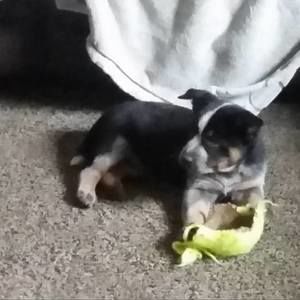 Meet your Posher, Bucky