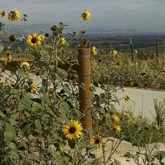 ✨🎉SALE🎉✨ - Picture 2 of 4