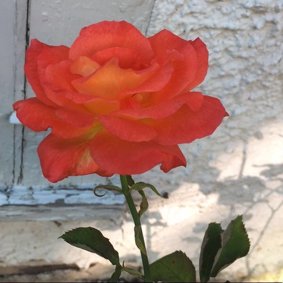 ✨🎉SALE🎉✨ - Picture 3 of 4