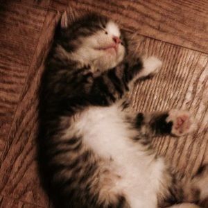 Meet your Posher, Suzanne