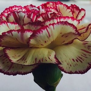 Meet your Posher, Ashleigh