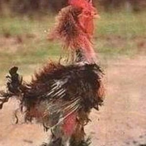 Meet your Posher, Barbara