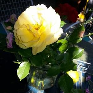 Meet your Posher, Chloe