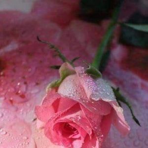 Meet your Posher, Rosie