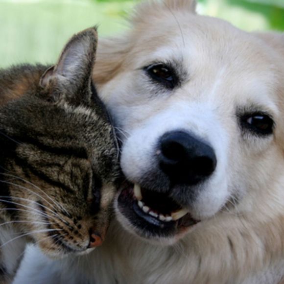 Meet your Posher, Donald