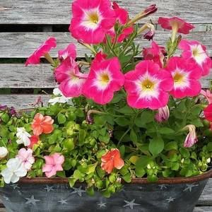 Meet your Posher, Dennis n michele