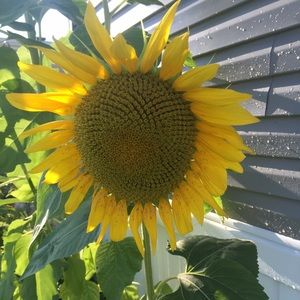 Meet your Posher, Anne