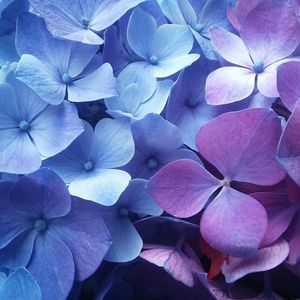 Meet your Posher, Elise