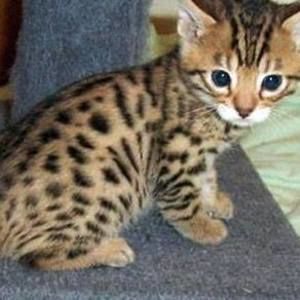 Meet your Posher, Nina