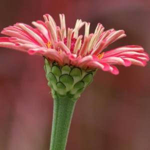 Meet your Posher, Kay