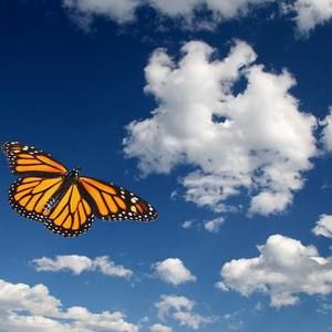 Meet your Posher, Misty