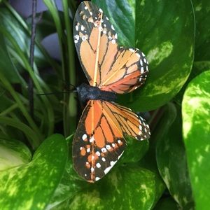 Meet your Posher, Jodi