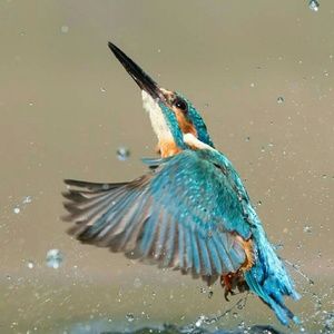 Meet your Posher, Eva