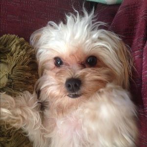 Meet your Posher, Donna