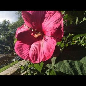 Meet your Posher, Alexa