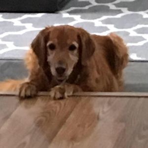 Meet your Posher, Tracy