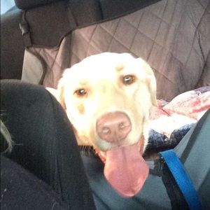 Meet your Posher, Jodi