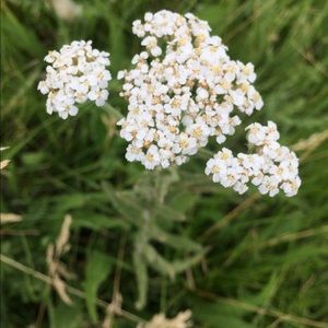 Meet your Posher, Audrey