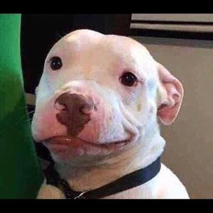 Meet your Posher, Destiny