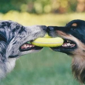 Meet your Posher, Heidi