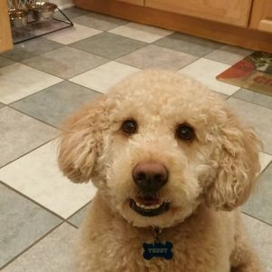 Meet your Posher, Teddy