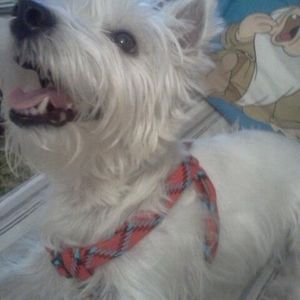 Meet your Posher, Diane