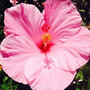 Meet your Posher, Grace