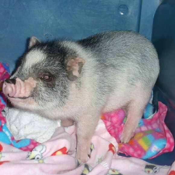 Meet The Posher - Picture 4 of 4