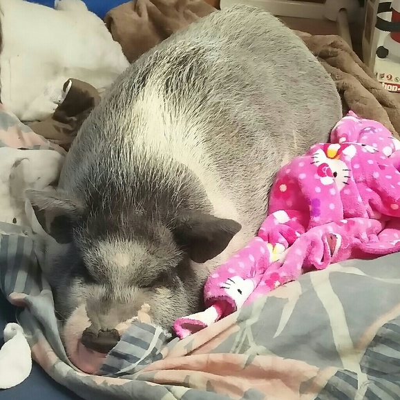 Meet The Posher - Picture 2 of 4