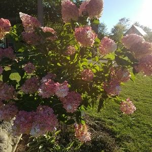 Meet your Posher, Rose